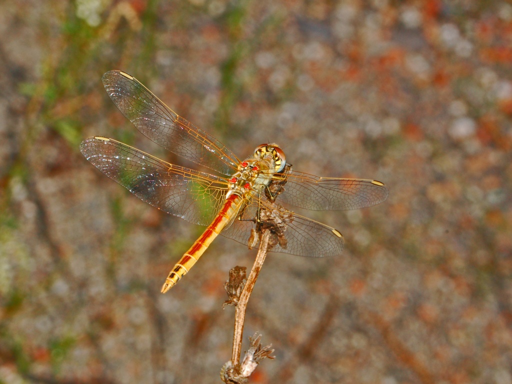 Sympetrum fonscolombii e S. meridionale